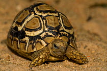Leopard Tortoise {Geochelone pardalis} Tanzania