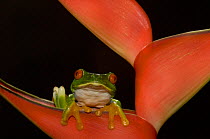 Red eyed Tree Frog {Agalychnis callidryas} on Bromeliad, Costa Rica