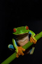 Red eyed Tree Frog {Agalychnis callidryas} on vegetation, Costa Rica