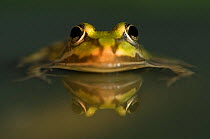 Green / European edible frog {Rana esculenta} in water, the Netherlands
