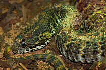 Rough-scaled Death Adder {Acanthophis rugosus} Captive, from SE Asia