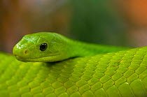 Eastern green mamba {Dendroaspis angusticeps} captive, from East Africa