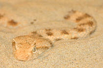 Horned viper {Cerastes cerastes} moving through sand, captive, from Africa