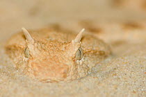 Horned viper {Cerastes cerastes} camouflaged in sand, captive, from Africa