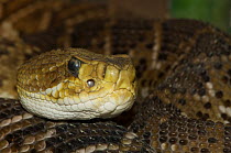 Mexican West Coast Rattle Snake {Crotalus basiliscus} captive, from Central America