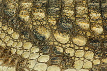Nile crocodile {Crocodylus niloticus} close-up of skin, captive