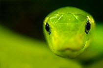 Eastern green mamba {Dendroaspis angusticeps} head portrait, captive, from East Africa;