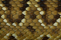 Western diamondback rattlesnake {Crotalus atrox} skin detail, captive, from Texas, USA