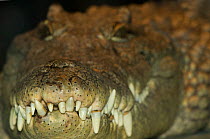 Nile crocodile {Crocodylus niloticus} close up of interlocking teeth, captive, from Africa