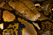 Reticulated python {Python reticulatus} resting on jungle floor, Tanjung Puting National Park, Borneo, Kalimantan, Indonesia