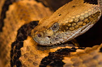 Canebrake Rattlesnake {Crotalus horridus atricaudatus} captive;