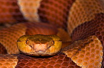 Copperhead snake {Agkistrodon contortrix} captive, from USA