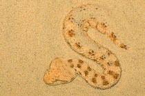 RF- Horned viper (Cerastes cerastes) camouflaged in sand, captive, from North Africa. (This image may be licensed either as rights managed or royalty free.)