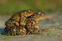 Common european toad {Bufo bufo} pair in amplexus, the Netherlands