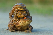 Common european toad {Bufo bufo} two males attempting to mate with one female, the Netherlands