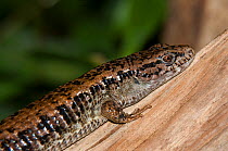 Southern alligator lizard {Elgaria multicarinata} captive, from USA