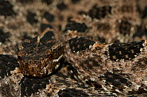 Pygmy rattlesnake {Sistrurus miliarius barbouri} close-up, captive, from Florida and South Georgia, USA;