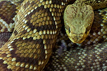 Western diamondback rattlesnake {Crotalus atrox} captive, from Texas; USA;