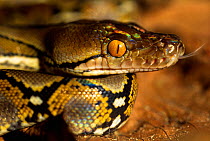 Reticulated python {Python reticulatus} resting on jungle floor, Tanjung Puting National Park, Borneo, Kalimantan