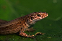 Viviparous lizard {Lacerta vivipara} female, National Park de Hoge Veluwe, the Netherlands