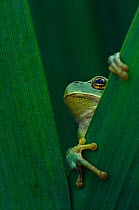 Common tree frog {Hyla arborea} on vegetation, the Netherlands