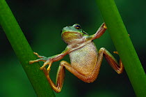 Common tree frog {Hyla arborea} climbing vegetation 'doing the splits', the Netherlands