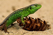 Sand lizard {Lacerta agilis} male in breeding colours, the Netherlands
