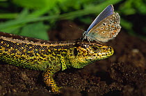 Sand lizard {Lacerta agilis} male with Common  blue butterfly {Polyomattus icarus} resting on its head, the Netherlands