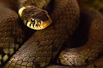 Grass snake {Natrix natrix} coiled, the Netherlands
