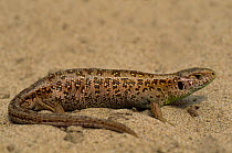 Sand lizard {Lacerta agilis} female, the Netherlands