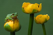 Common tree frog {Hyla arborea} resting on {Nyphar lutea} flower, the Netherlands