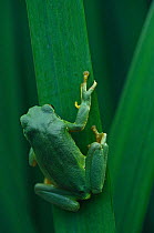 Common tree frog {Hyla arborea} on vegetation, the Netherlands