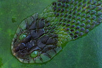 Shed skin of grass snake {Natrix natrix} on lilypad, Netherlands.
