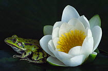 European edible frog {Rana esculenta} beside Water Lily flower {Nymphaea alba} the Netherlands