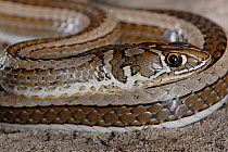 Cross-marked whip snake (Psammophis crucifer) portrait, DeHoop Nature reserve, Western Cape, South Africa