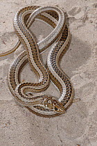 Cross-marked whip snake (Psammophis crucifer) on sand, Dehoop Nature reserve, Western Cape, South Africa