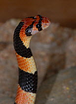 Coral snake (Aspidelaps lubricus) defensive display, Little Karoo, South Africa