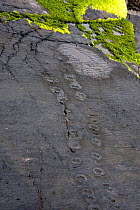 385 million year old tetrapod trackways on Valentia Island, Ring of Kerry, Ireland, May 2009.