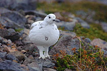 Adult White-tailed Ptarmigan (Lagopus leucurus) in winter plumage. Mount Rainier, Washington, USA