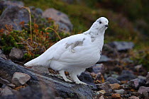 Adult White-tailed Ptarmigan (Lagopus leucurus) in winter plumage. Mount Rainier, Washington, USA