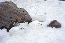 Adult White-tailed Ptarmigans (Lagopus leucurus) camouflaged in winter plumage. Mount Rainier, Washington, USA