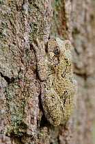 Gray Treefrog (Hyla versicolor) clinging to a tree, August,Tompkins County, New York