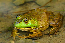 Bullfrog (Rana catesbeiana) partially submerged in a pond. August. Tompkins County, New York