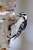 Downy Woodpecker (Picoides pubescens) female, foraging on a decaying tree. February, Tompkins County, New York