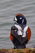 Adult Male Harlequin Duck (Histrionicus histrionicus) perched on coastal rocks. February, Ocean County, New Jersey