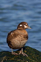 Harlequin Duck (Histrionicus histrionicus) male, perched on coastal rocks. February, Ocean County, New Jersey