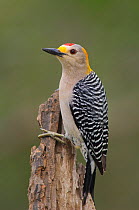 Golden-fronted Woodpecker (Melanerpes aurifrons) adult male of the subspecies M. a. aurifrons. Starr County, Texas.