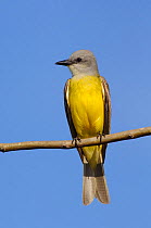 Couch's Kingbird (Tyrannus couchii). Starr County, Texas.