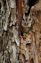 Eastern Screech-Owl (Otus / Megascops asio mccallii) roosting in a natural tree cavity, Starr County, Texas, USA
