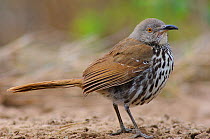 Long-billed Thrasher (Toxostoma longirostre) of the subspecies T. l. sennetti. Starr County, Texas